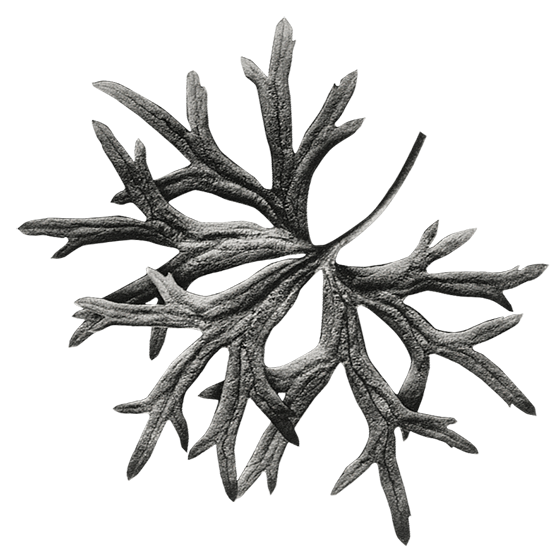 AB website leaf alt smaller